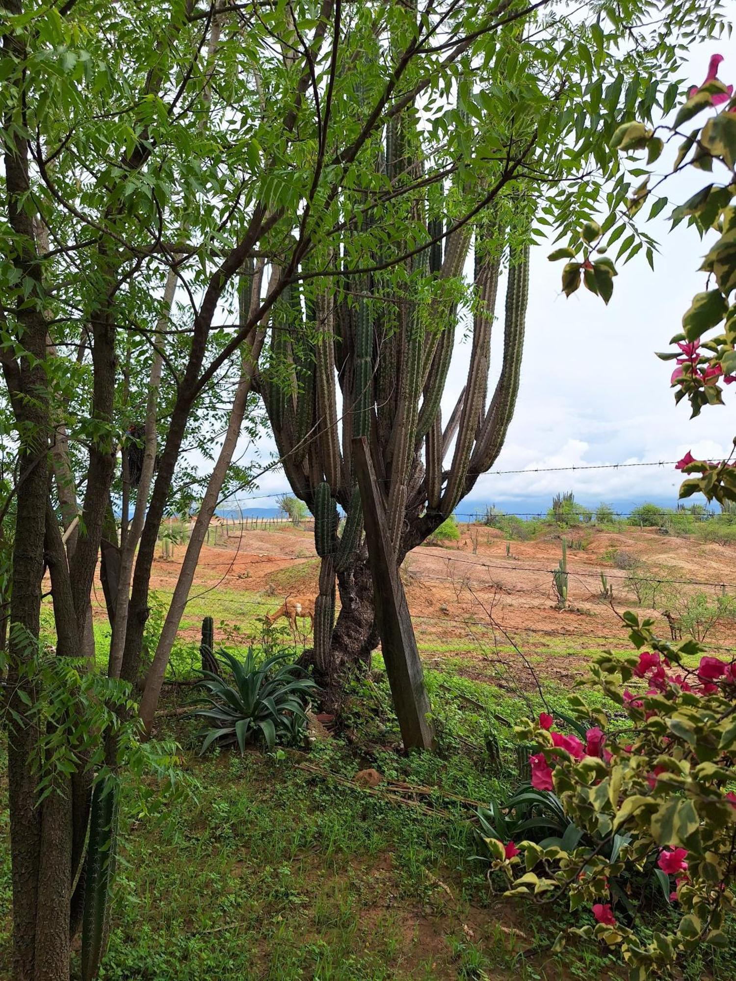 Alojamiento Casa De Campo Los Cactus Villavieja Esterno foto